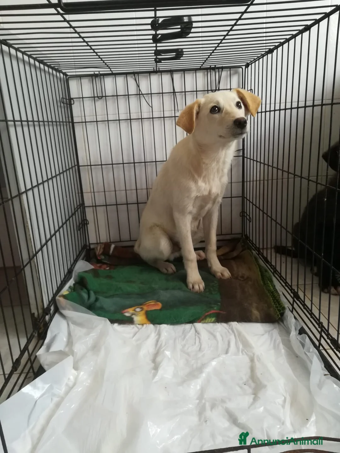 Meticcio cani in regalo: UNA MAMMA PER MERLINO - Annuncio 3