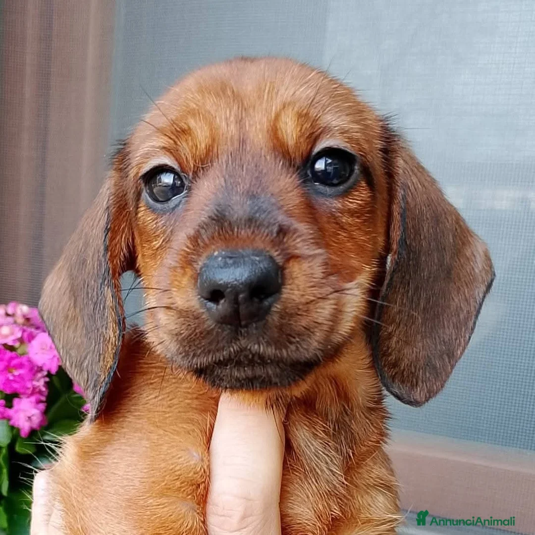 Bassotto cani in vendita: Bassotto pelo duro femmina  - Annuncio 9