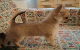 Chihuahua cani in vendita: Chihuahua maschio a pelo lungo con Pedegree Enci  - Annuncio 8