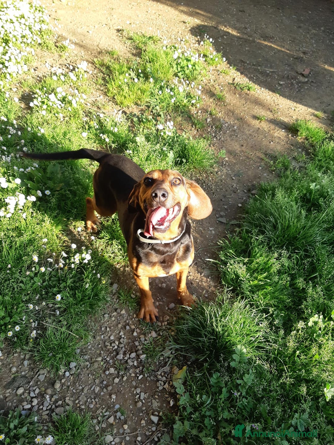 Meticcio cani in regalo: PIPPO, buffo nanetto invisibile. - Annuncio 15