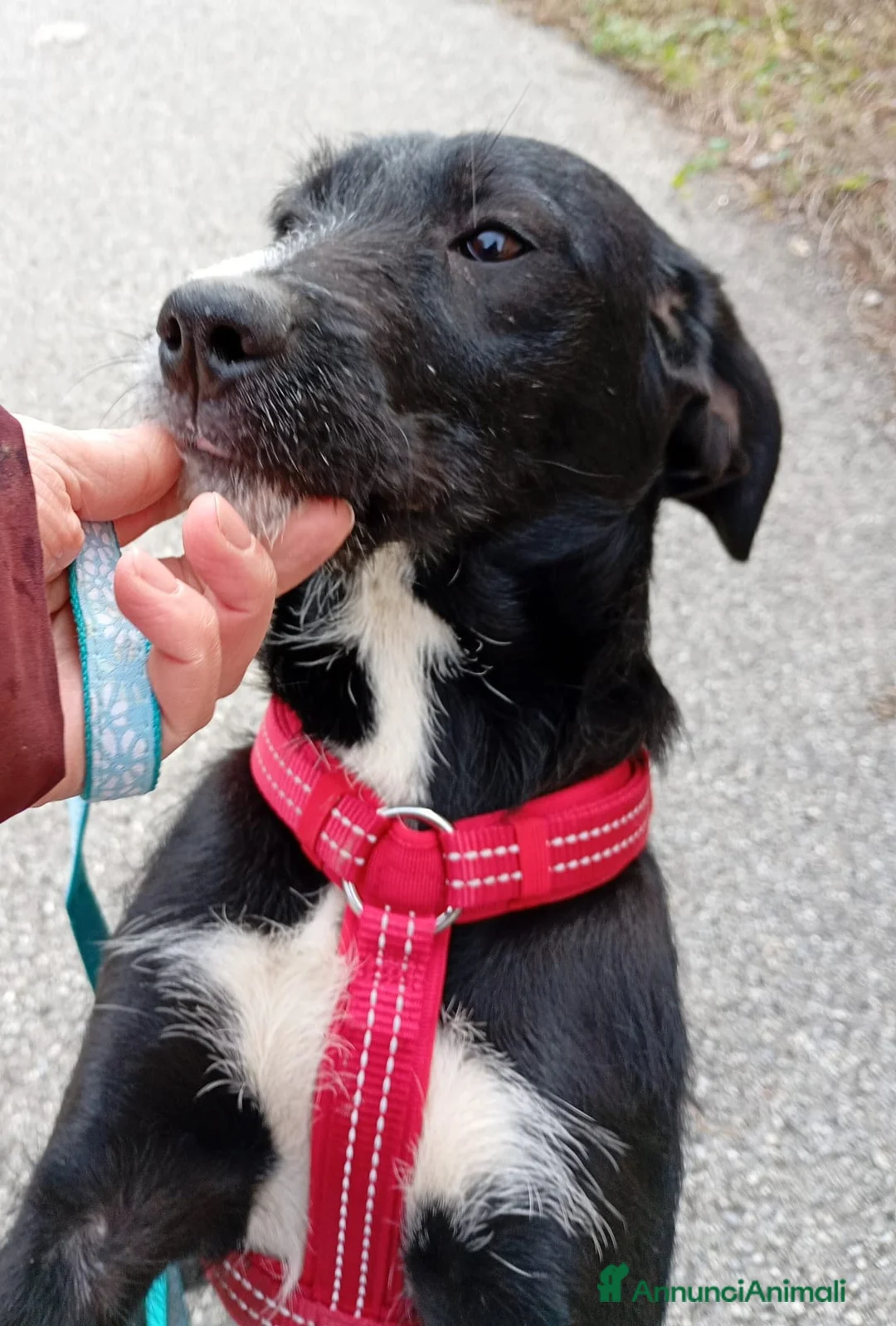 Meticcio cani in regalo: CUCCIOLA LUNA a Città Metropolitana di Firenze - Annuncio 2