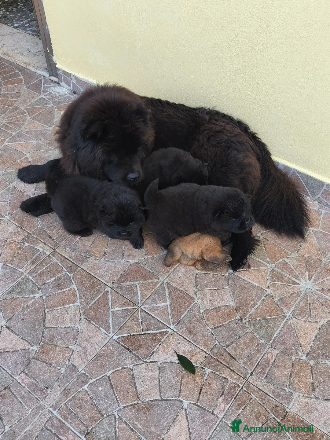 Chow Chow cani in vendita: Cuccioli di cane Chow chow  - Annuncio 1