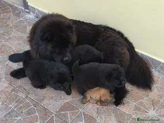 Chow Chow cani Cuccioli di cane Chow chow - Annuncio 6