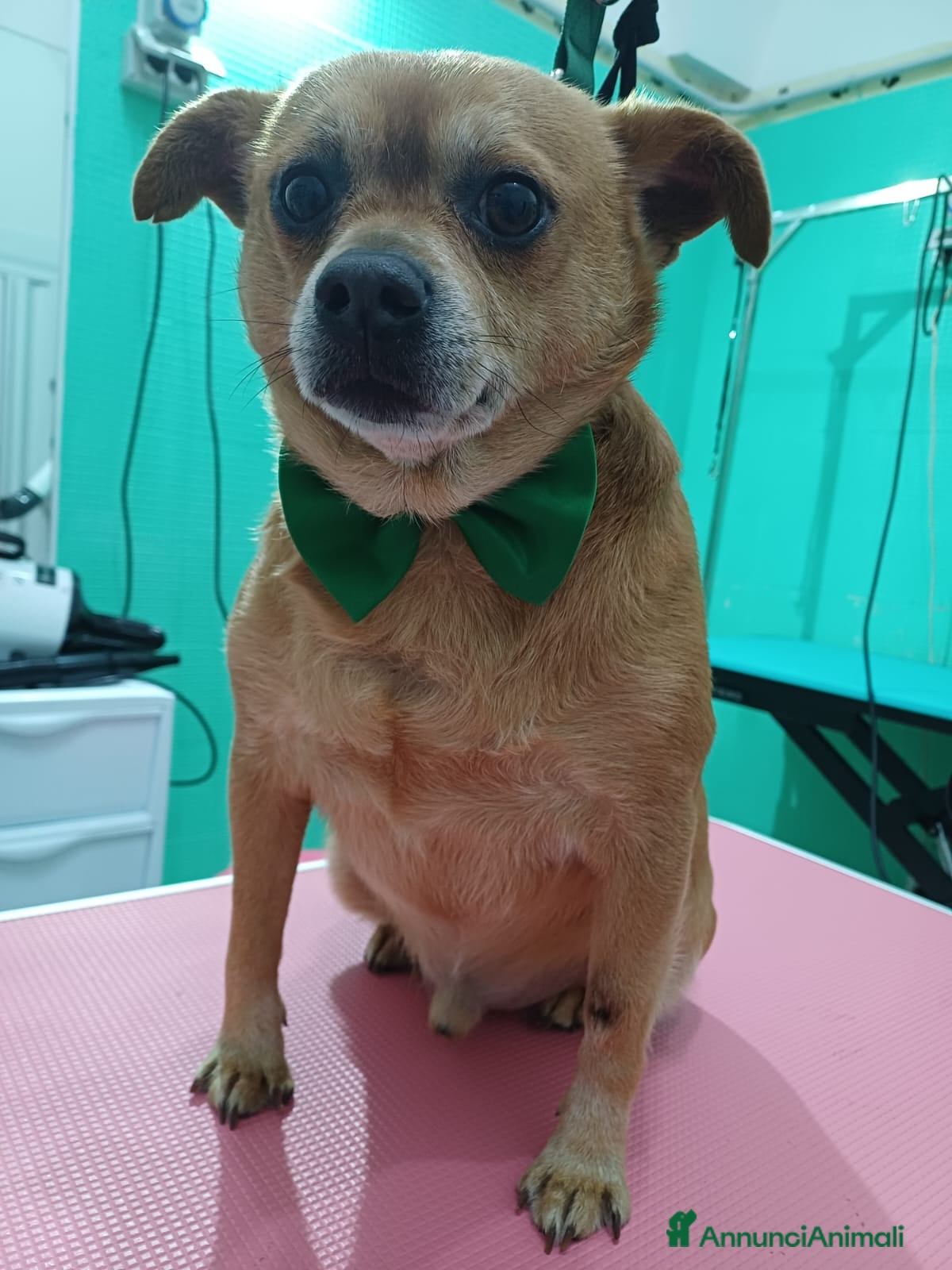 Meticcio cani in regalo: Teddy cacciato da casa - Annuncio 2