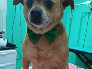 Meticcio cani in regalo: Teddy cacciato da casa - Annuncio 2