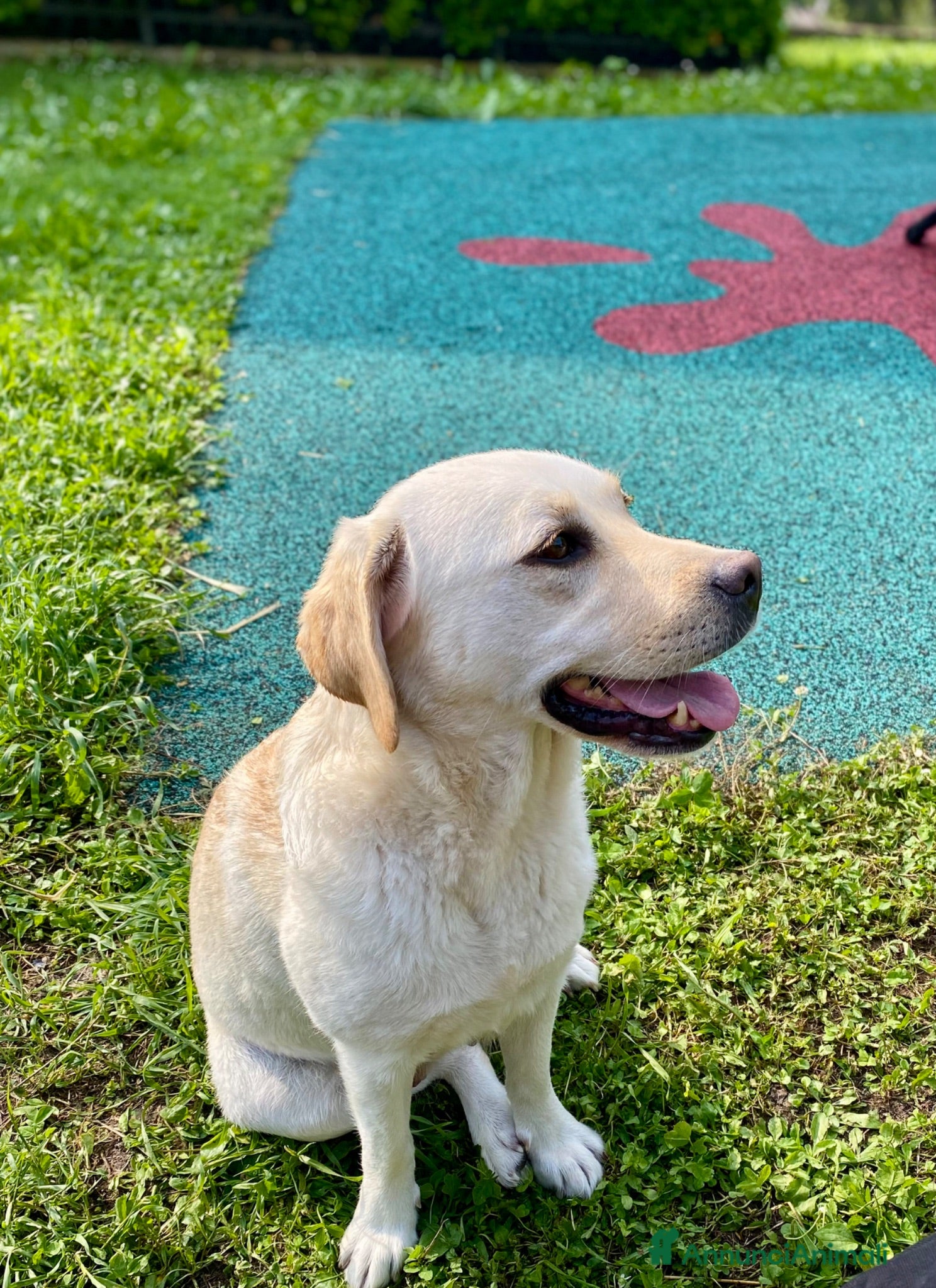 Labrador cani Labrador adulta femmina  - Annuncio 3