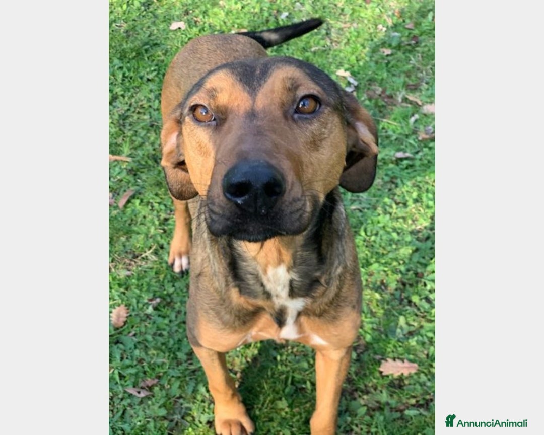 Segugio cani in regalo: 1 MIRACOLO X ROSY 3ANNI CON LEISHMANIA! ROMA a Milano - Annuncio 1