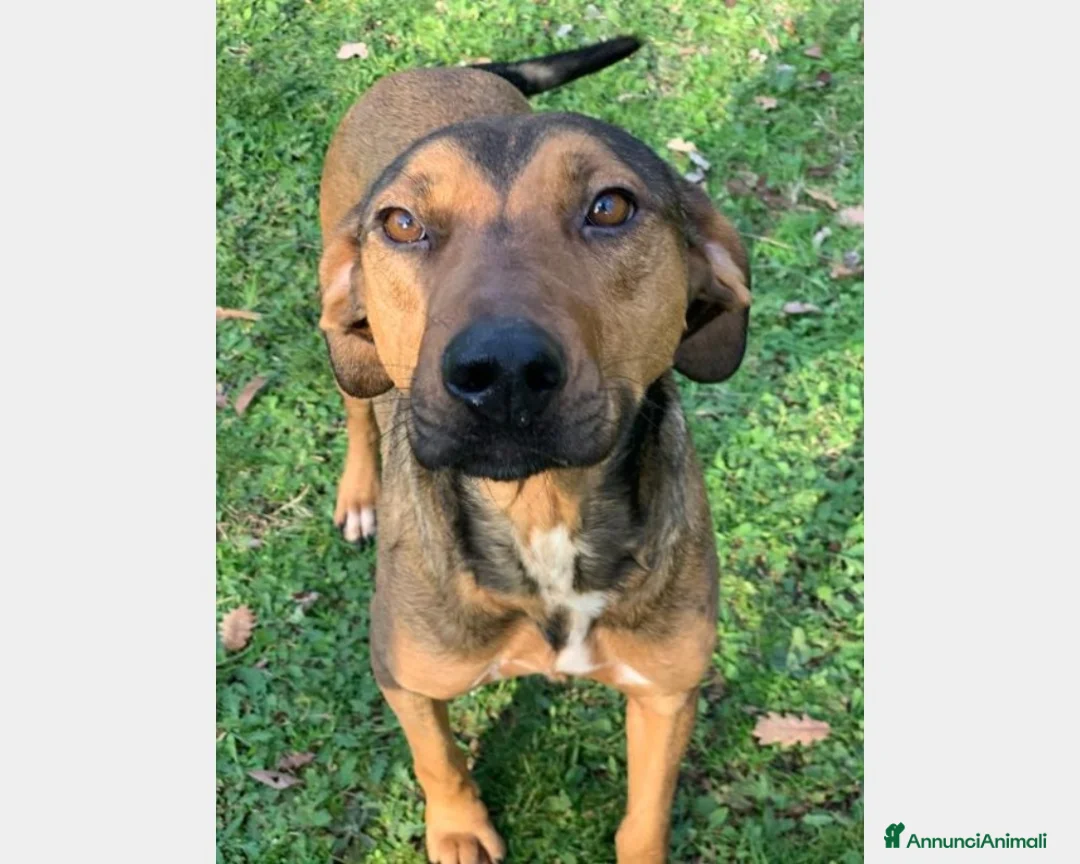 Segugio cani in regalo: 1 MIRACOLO X ROSY 3ANNI CON LEISHMANIA! ROMA a Milano - Annuncio 1