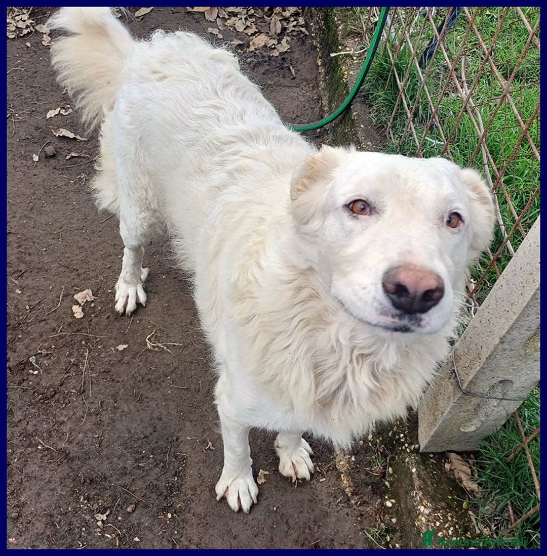 Pastore Maremmano cani in regalo: BOMBA, DOLCISSIMA GIOVANE MAREMMANA HA BISOGNO DI  a Città metropolitana di Milano - Annuncio 2