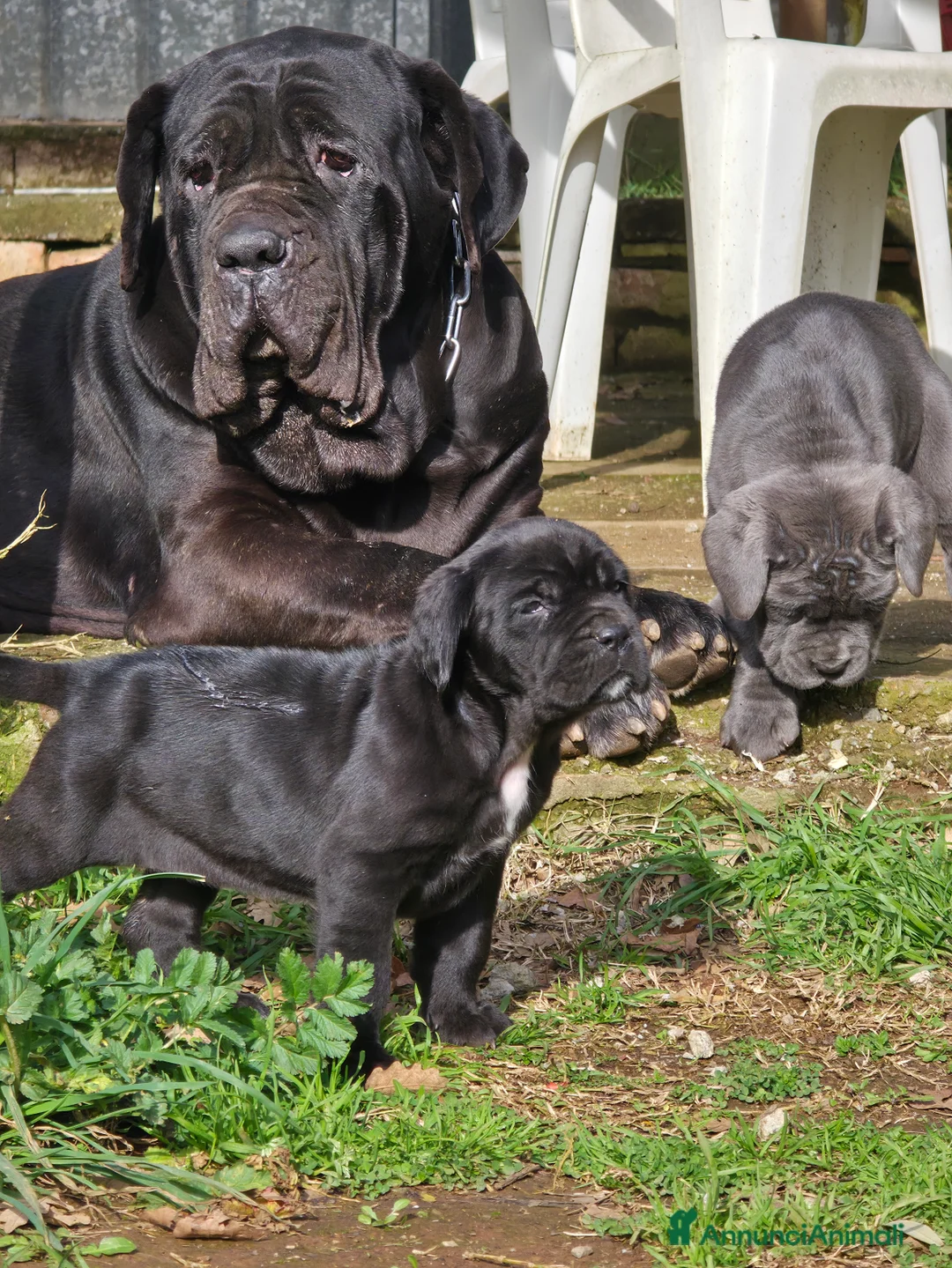 Mastino Napoletano cani in vendita: Cuccioli di Mastino Napoletano - Annuncio 30