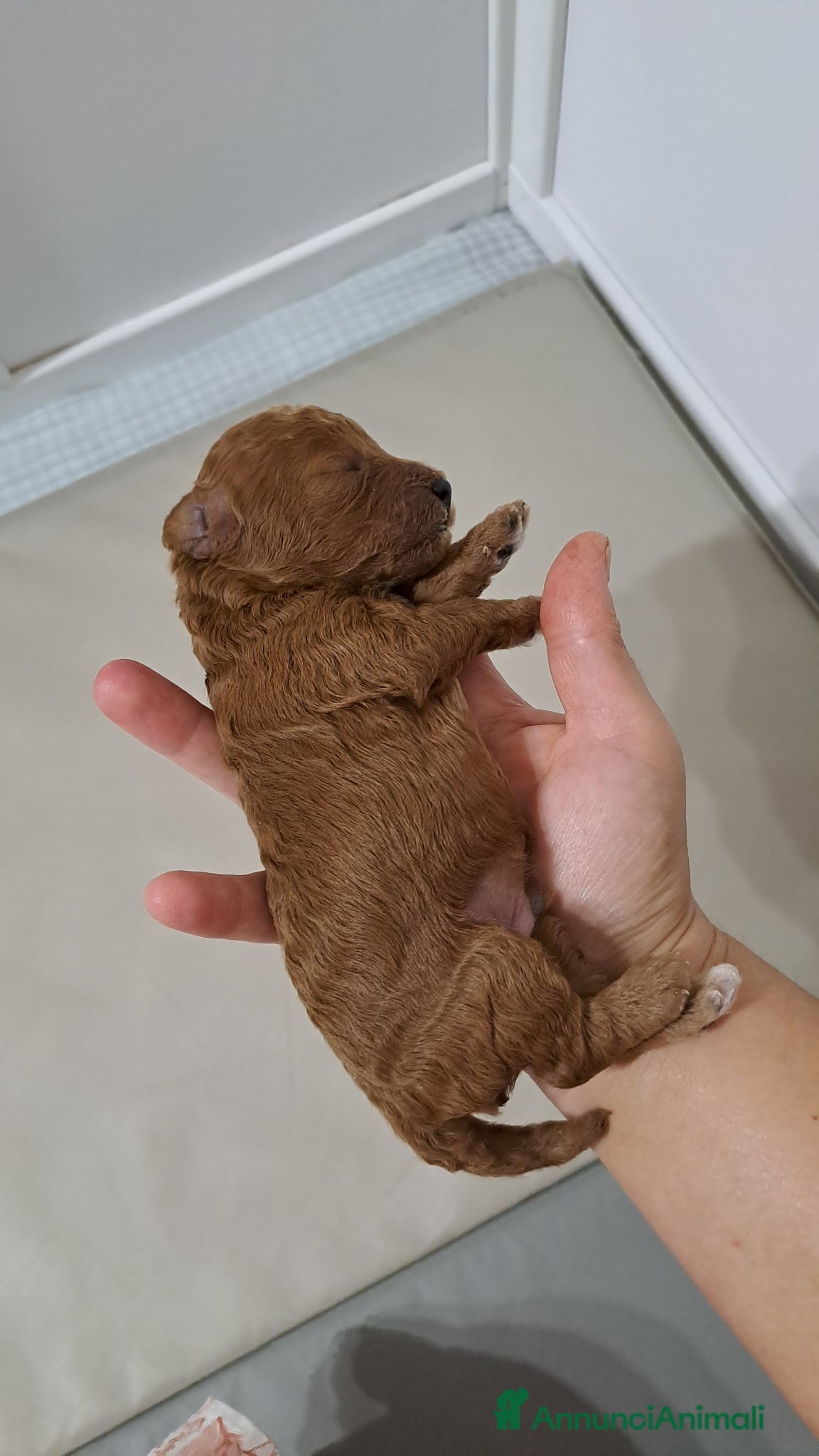 Barboncino cani in vendita: Barboncini  a Provincia di Pisa - Annuncio 3