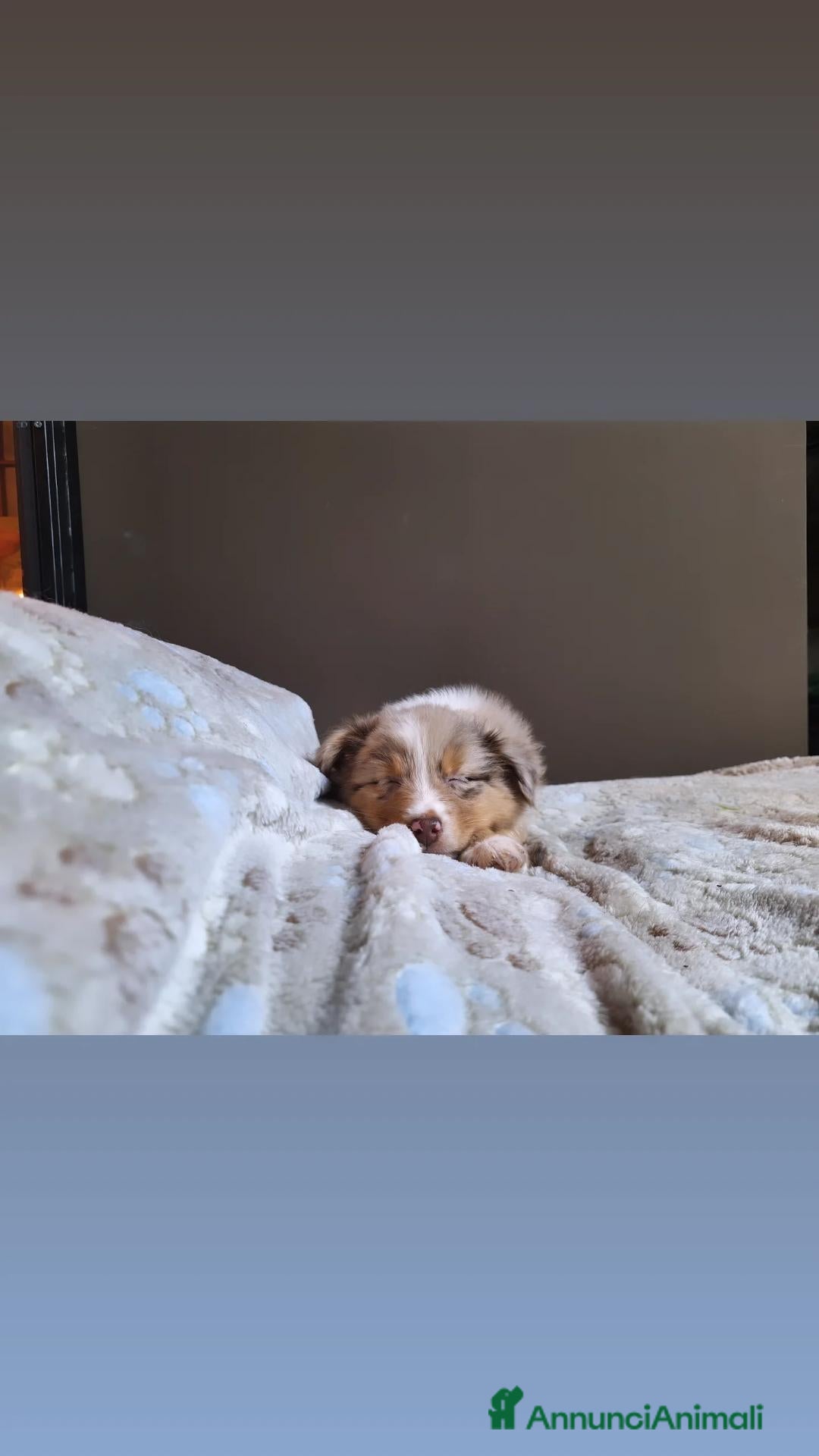 Australian Shepherd cani in vendita: cucciolini - Annuncio 1