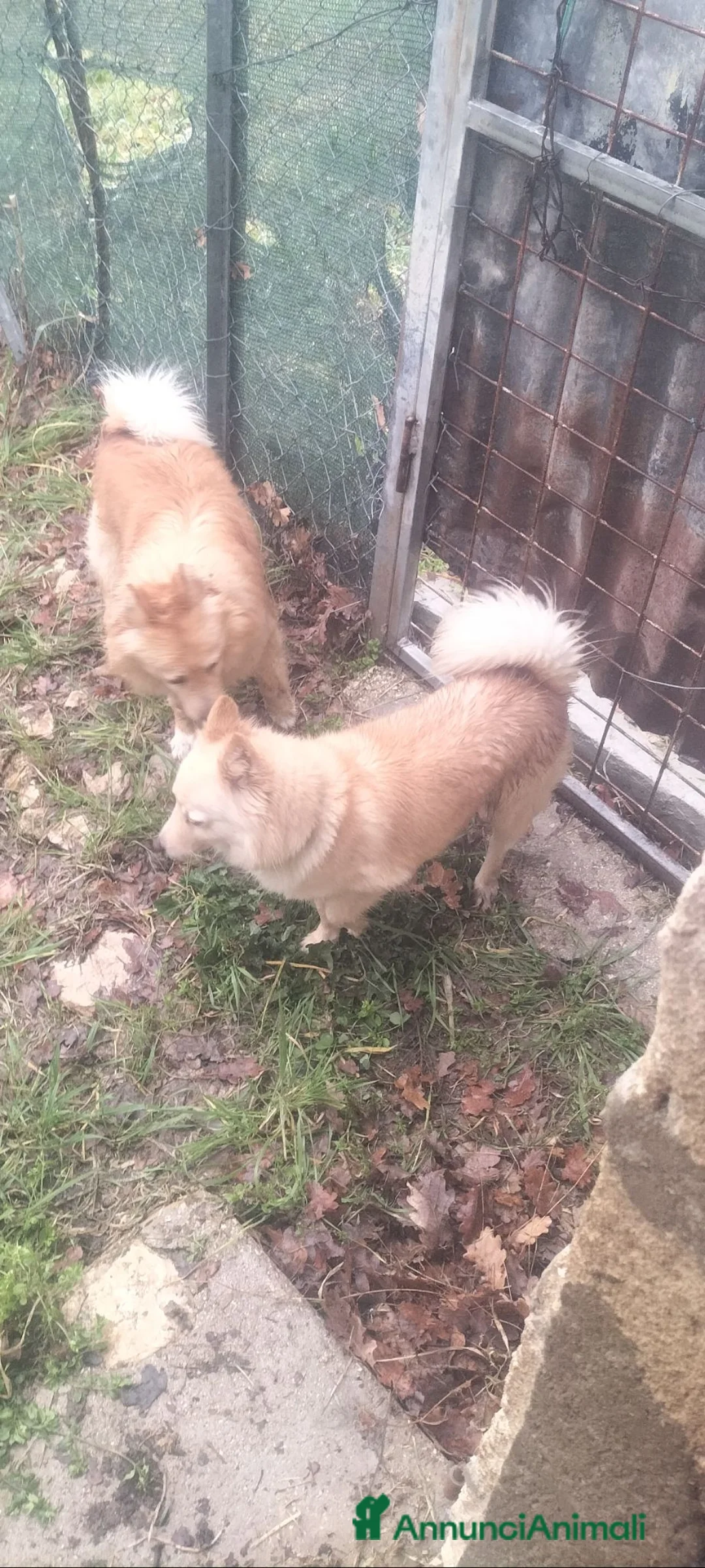 Volpino Italiano cani in vendita: Volpino italiano  - Annuncio 6