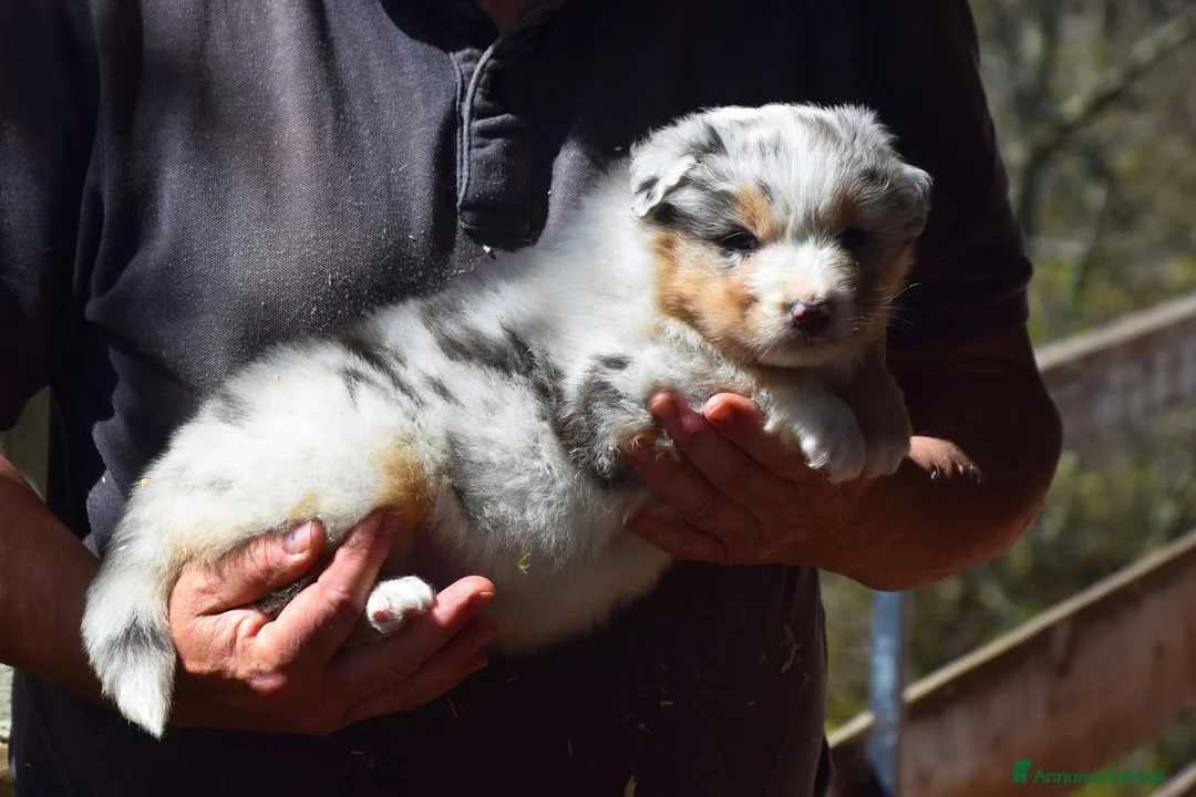 Australian Shepherd cani in vendita: Cucciolata di pastore australiano  - Annuncio 2