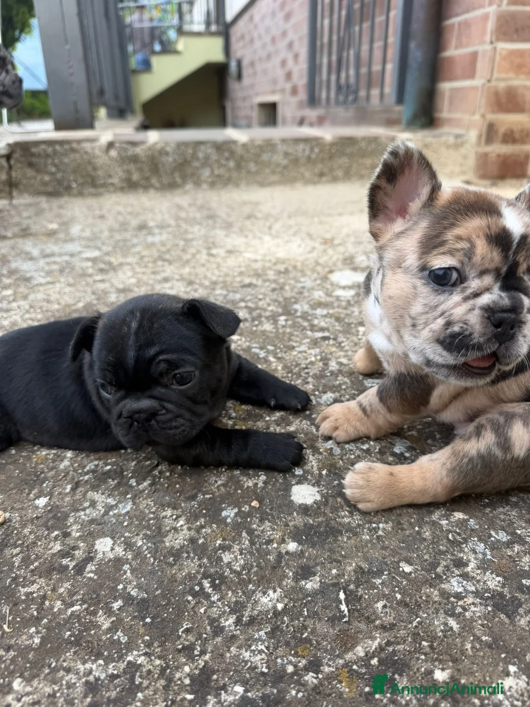 Bulldog Francese cani in vendita: bulldog francese cani bulldogue  - Annuncio 21