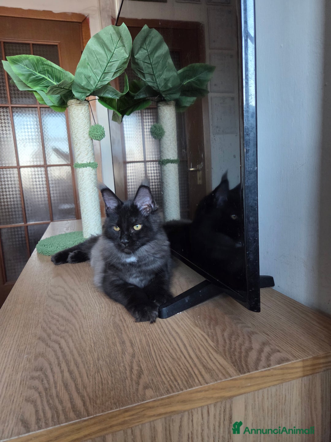 Maine Coon gatti in vendita: Ultimi 4 cuccioli Maine Coon - Annuncio 18