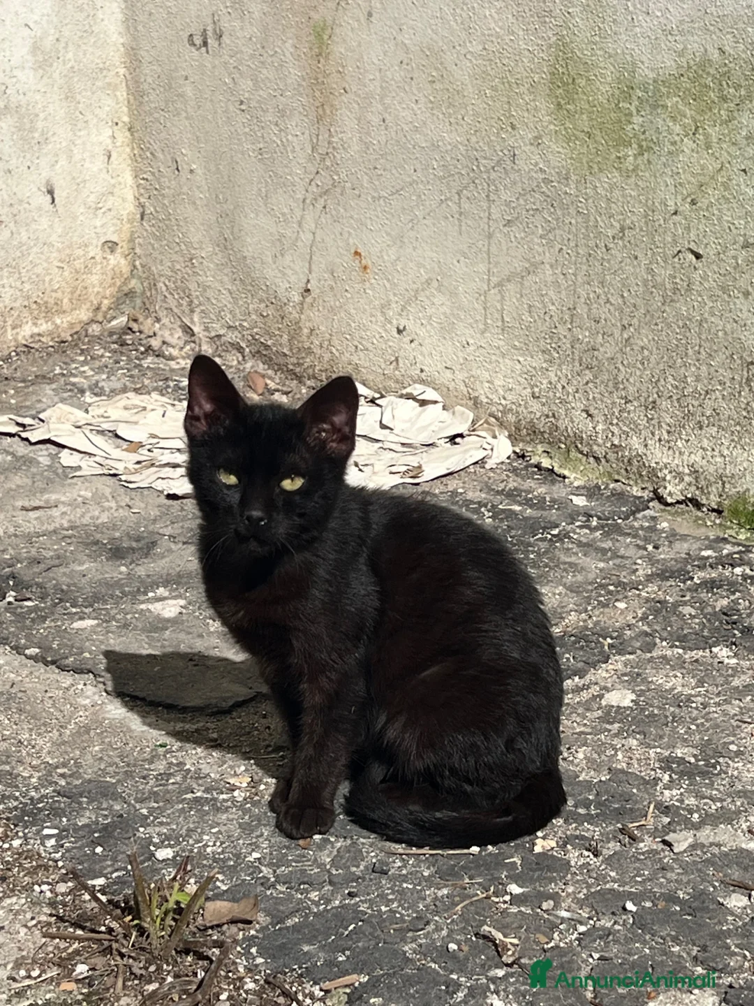 Europeo gatti in regalo: SALEM CERCA ADOZIONE (POZZUOLI NAPOLI) - Annuncio 1