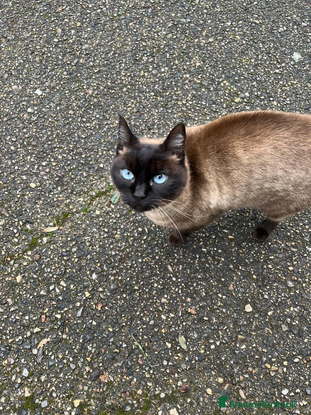 Siamese gatti in regalo: Gatta siamese in adozione - Annuncio 5