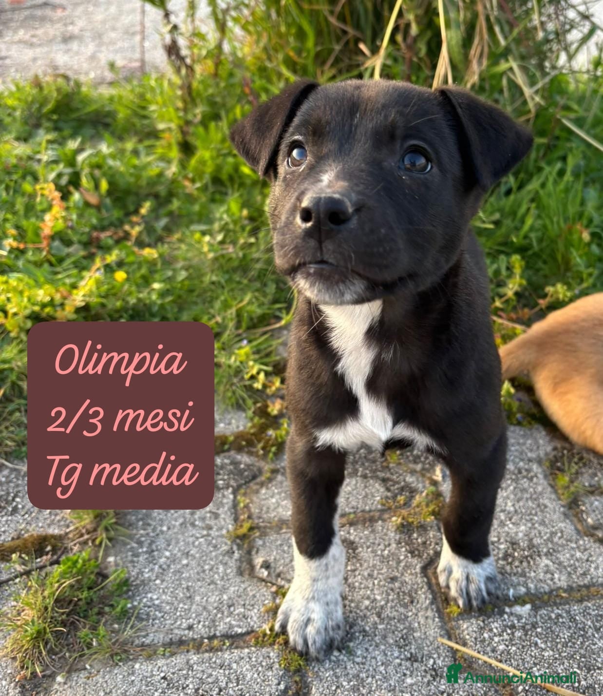 Meticcio cani Cuccioli: non hanno chiesto di nascere  - Annuncio 3