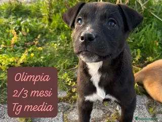 Meticcio cani Cuccioli: non hanno chiesto di nascere - Annuncio 3