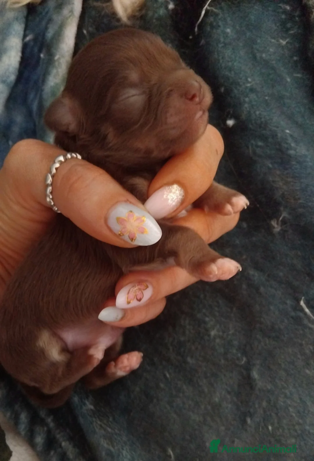 Chihuahua cani in vendita: Cioccolatini  - Annuncio 2