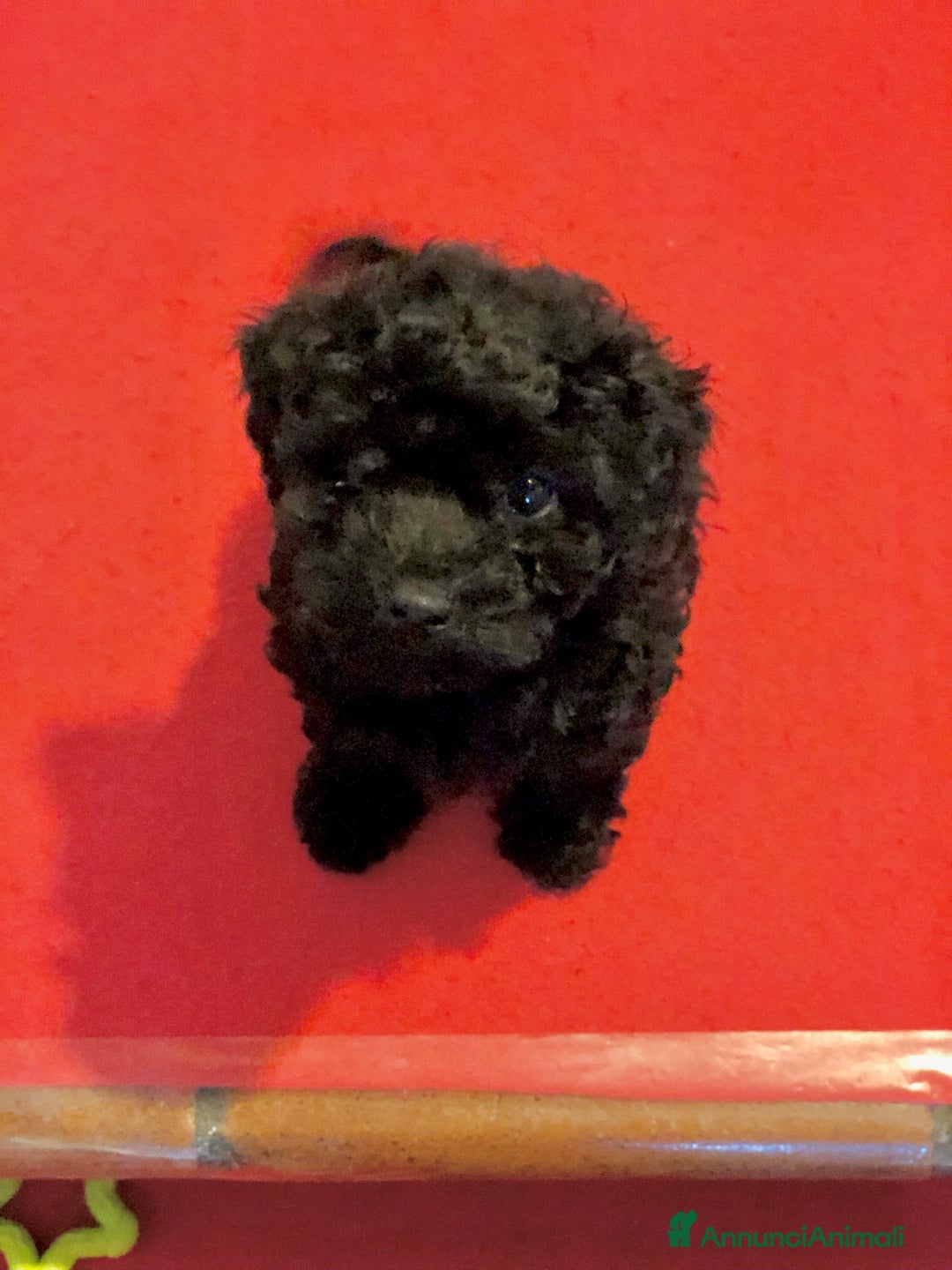 Barboncino cani in vendita: Disponibili barboncini colore nero - Annuncio 5