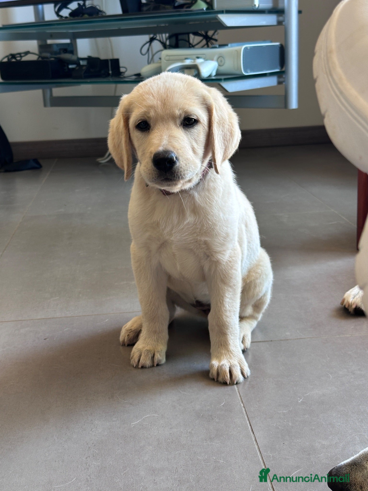 Labrador cani Splendidi Cuccioli di Labrador - Annuncio 8