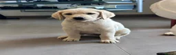 Labrador cani in vendita: Splendidi Cuccioli di Labrador - Annuncio 1