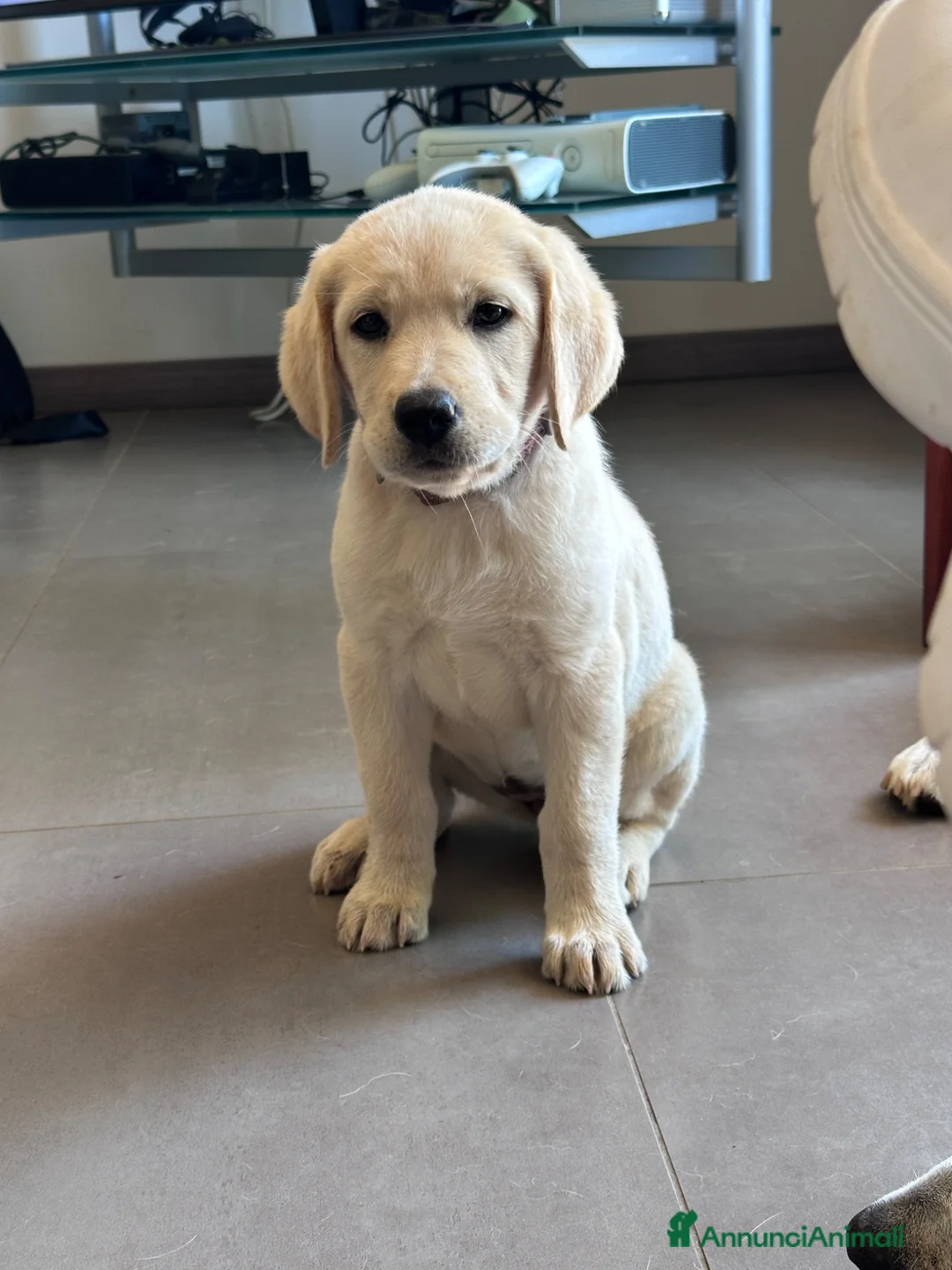 Labrador cani in vendita: Splendidi Cuccioli di Labrador - Annuncio 1
