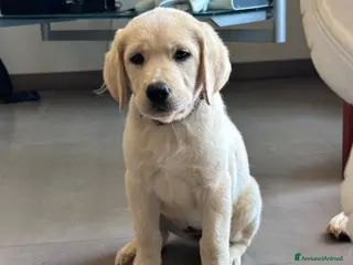 Labrador cani Splendidi Cuccioli di Labrador - Annuncio 8