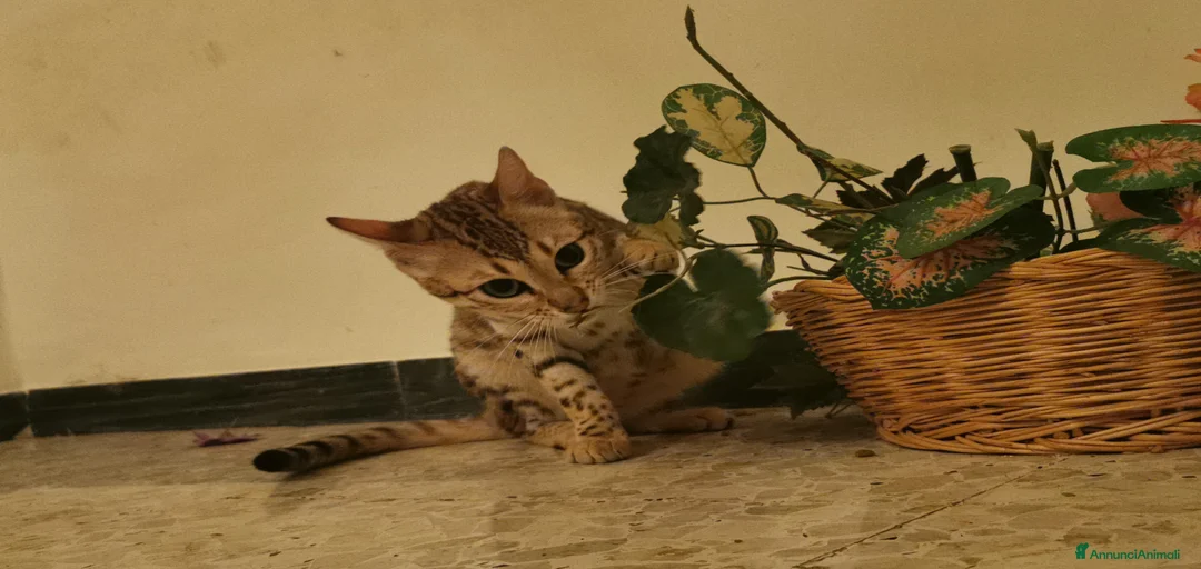 Immagine della galleria {{count}}