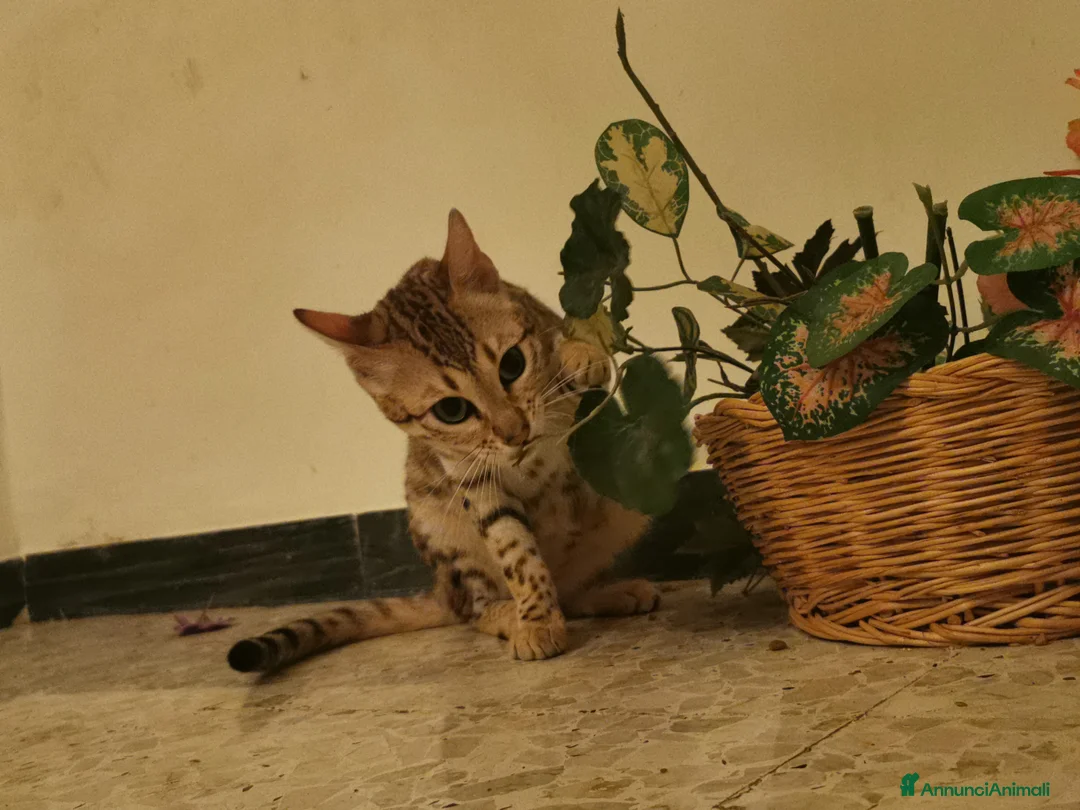 Immagine della galleria {{count}}