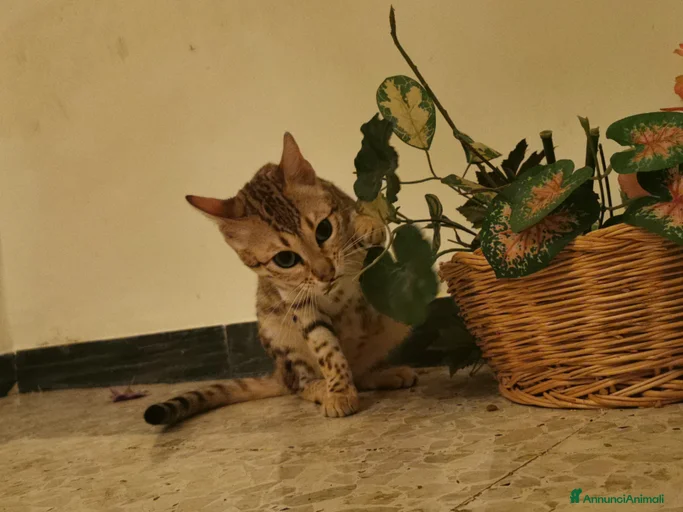 Immagine della galleria {{count}}