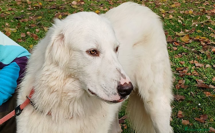 Meticcio cani - Annuncio 11