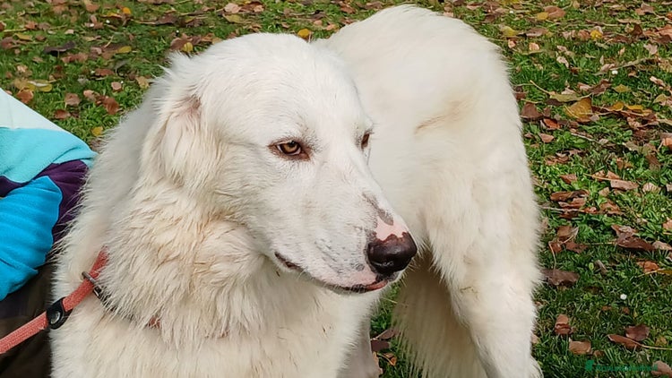 Meticcio cani - Annuncio 11