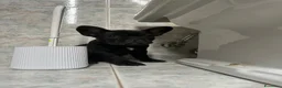 Bulldog Francese cani in vendita: bulldog francese nero tigrato  - Annuncio 5