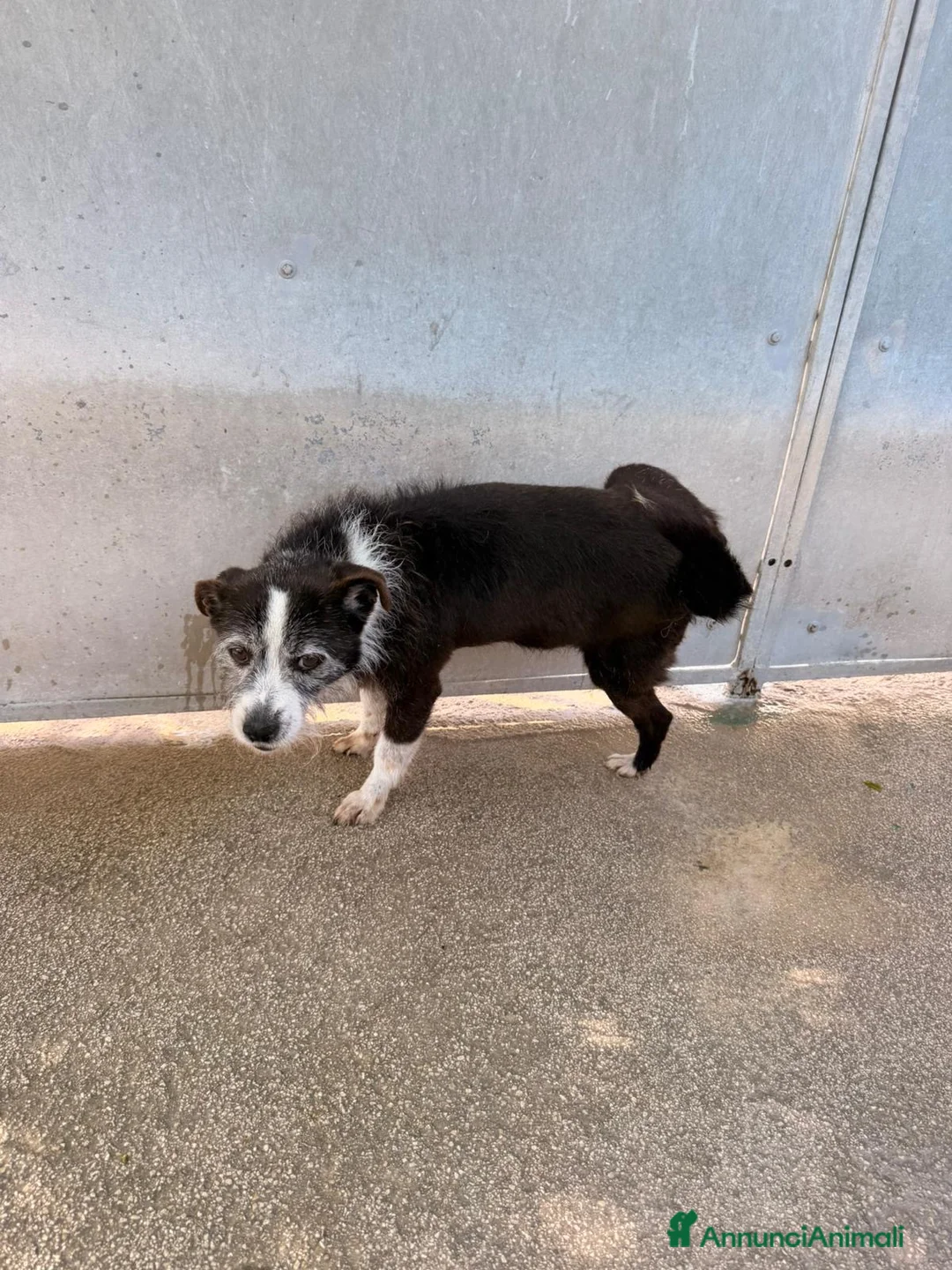 Meticcio cani in regalo: Snoopy cagnolino ricciolino taglia piccola  a Città metropolitana di Milano - Annuncio 2