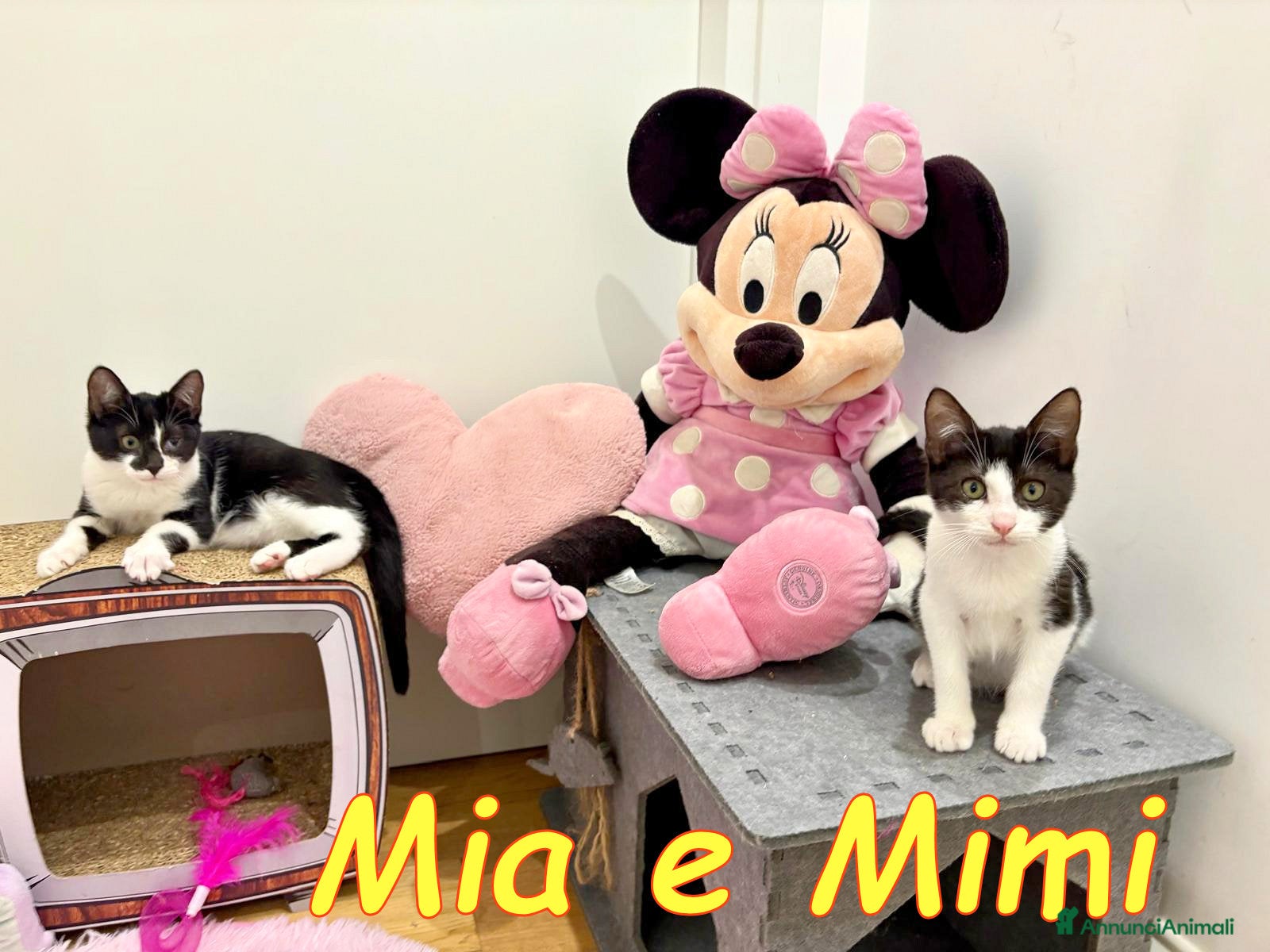 Europeo gatti MIA E MIMI - Annuncio 14
