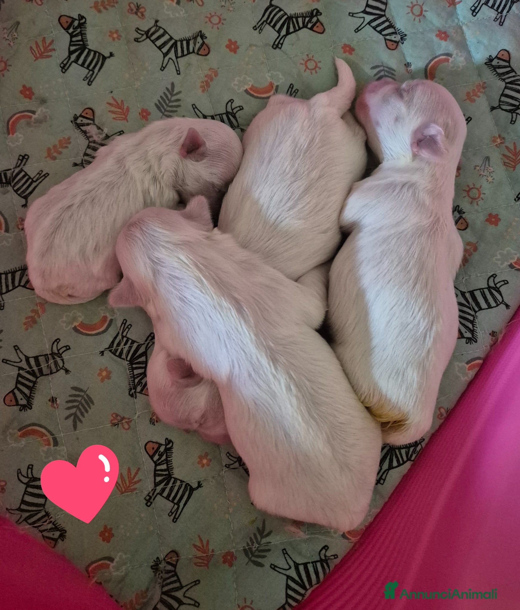 Maltese cani Mini maltese  - Annuncio 1