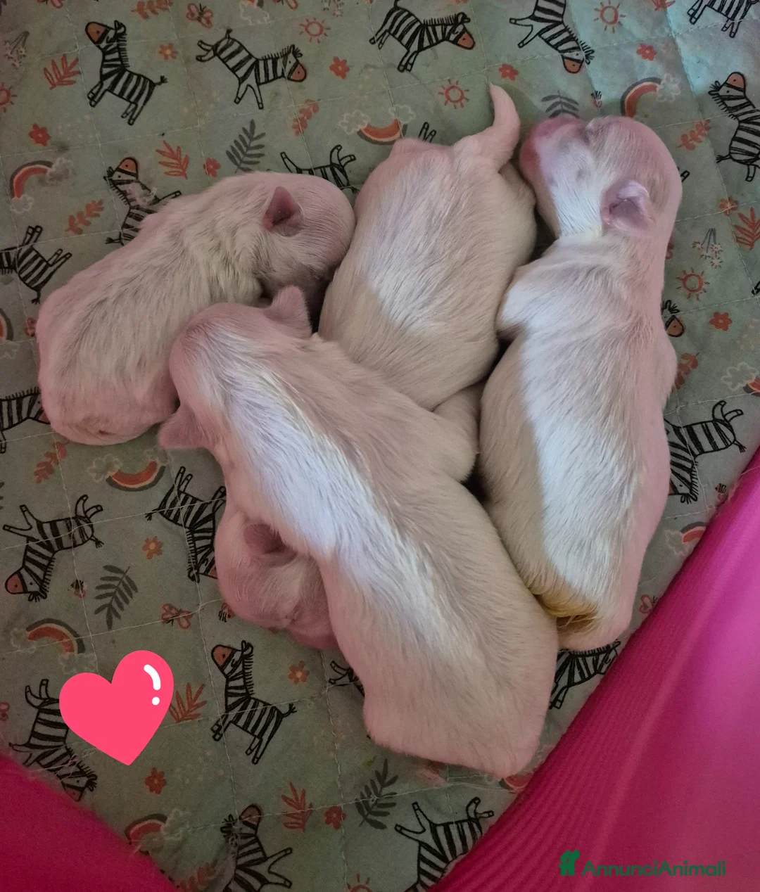 Maltese cani in vendita: Mini maltese  - Annuncio 1