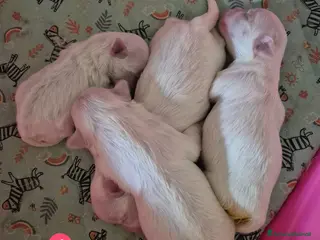 Maltese cani Mini maltese - Annuncio 2