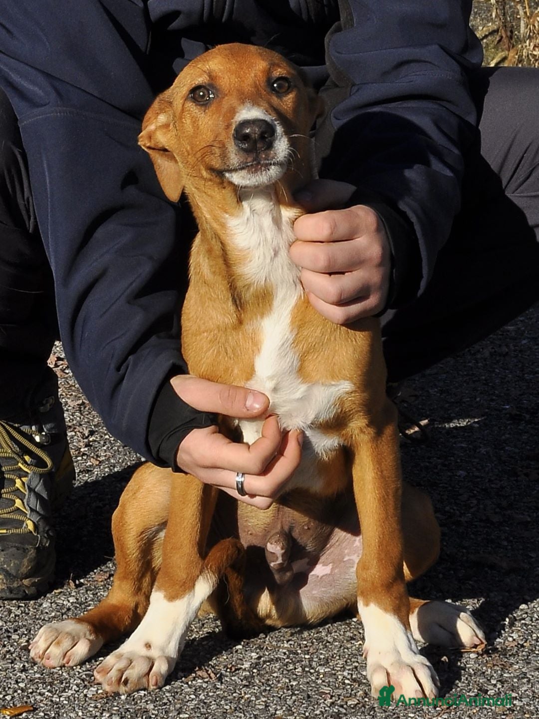 Altre razze cani in regalo: osmar - Annuncio 1