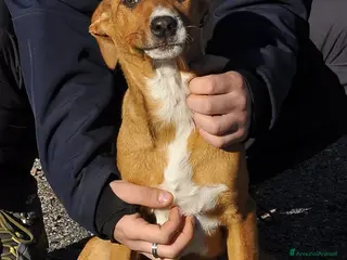 Altre razze cani osmar - Annuncio 35