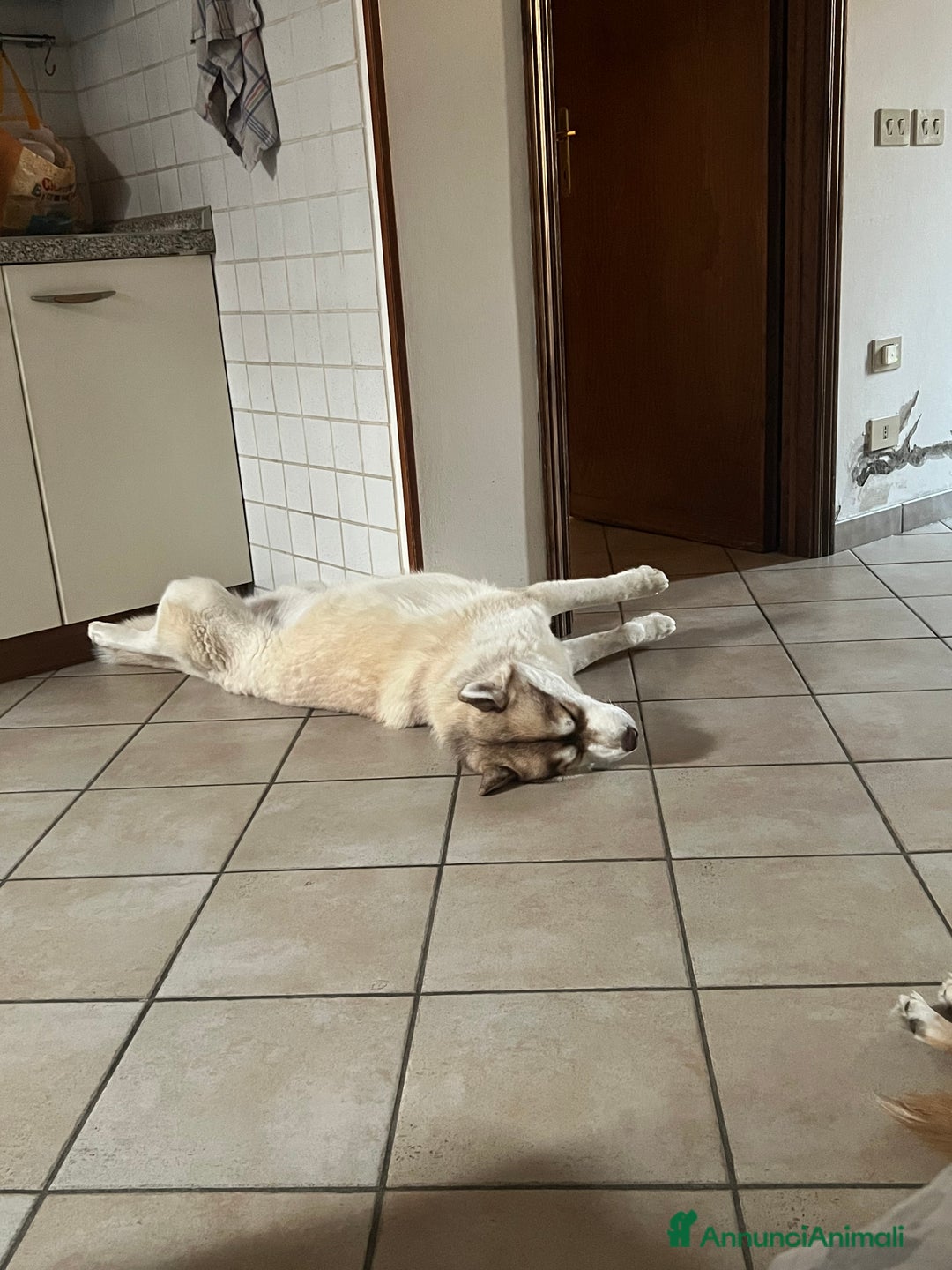 Husky cani per accoppiamento: Dolcissimo Husky per accoppiamento - Annuncio 5