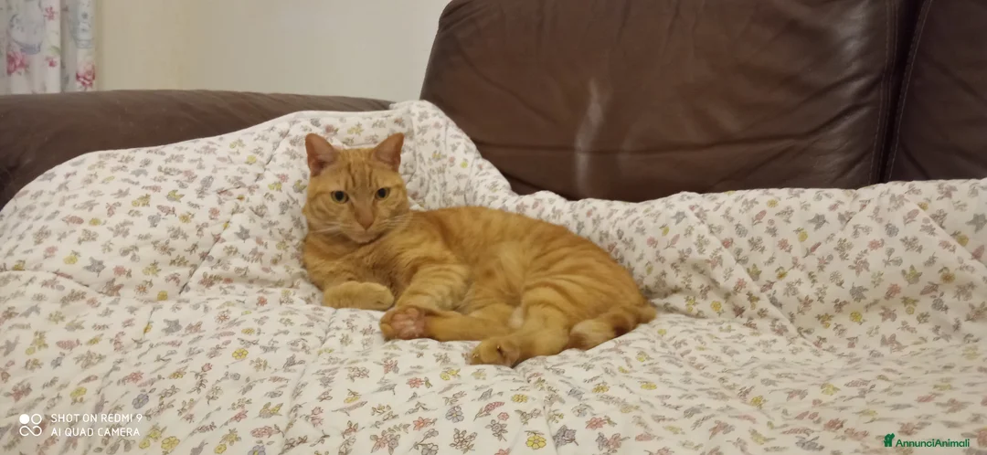 Europeo gatti in regalo: Splendido gatto rosso di 4 anni - Annuncio 3
