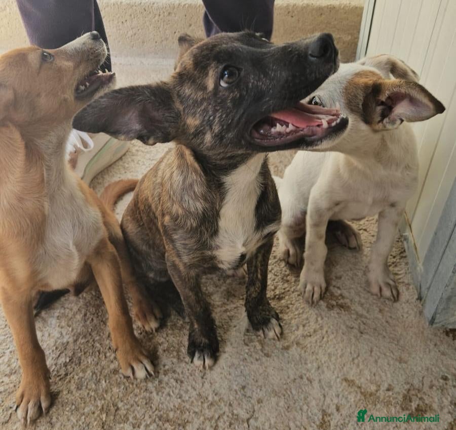 Meticcio cani Meringa: 3 mesi taglia contenuta  - Annuncio 7