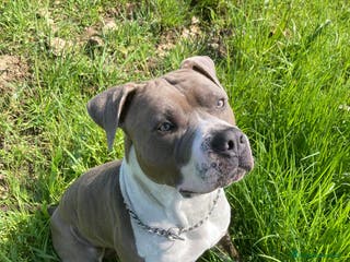 American Staffordshire cani maschio amstaff blue con pedigree per monta - Annuncio 1