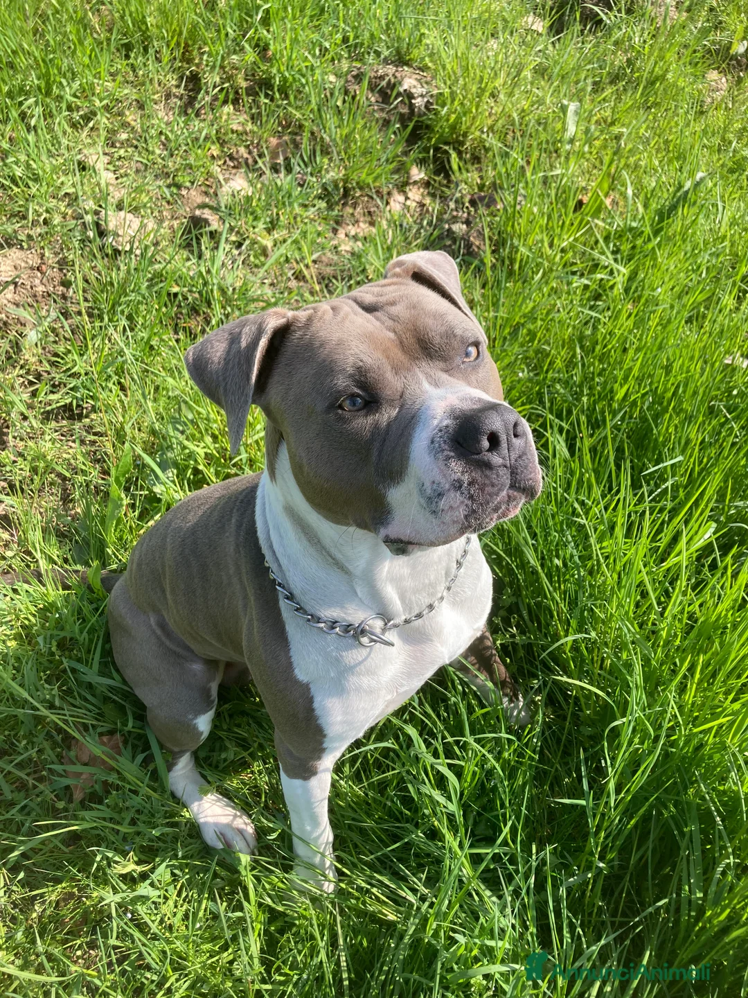 American Staffordshire cani per accoppiamento: maschio amstaff blue con pedigree per monta  - Annuncio 1