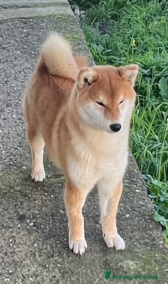 Shiba Inu cani Cuccioli Shiba Inu con Pedigree - Annuncio 1