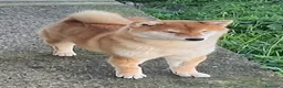 Shiba Inu cani in vendita: Cuccioli Shiba Inu con Pedigree - Annuncio 1